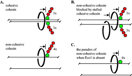 FIG 7 Barriers of sufficient size block transcription-triggered, processive movement of cohesin in vivo. (A) Cohesive cohesin cannot pass a barrier larger than three mCherries during M phase. Non-cohesive complexes translocating on a single DNA (in late G1 or M phase) cannot pass a barrier larger than four mCherries. Cohesin is depicted as a topologically-bound, black ring for simplicity. (B) Non-cohesive cohesin is blocked by cohesive cohesin that cannot pass three mCherries. (C) In the absence of Eco1 alone, cohesin cannot pass GFP-lacI, the smallest barrier that is bypassed in all other conditions.