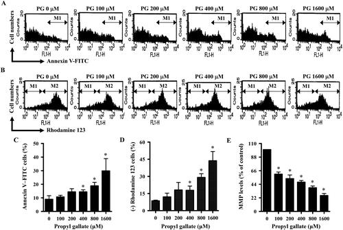 Figure 2. Effects of PG on cell death and MMP (ΔΨm) in HPF cells. Exponentially growing cells were incubated in the presence of the designated concentrations of PG for 24 h. Annexin V-FITC and rhodamine staining were performed in HPF cells and were measured using a FACStar flow cytometer. A and B: Representative histograms for annexin V-FITC (A) and rhodamine staining in HPF cells (B). M1 indicates annexin V-FITC-positive (A) and rhodamine 123-negative [MMP (ΔΨm) loss] HPF cells (B). M2 indicates cells without MMP (ΔΨm) loss. C and D: Graphs of the percentages of M1 regions in A (C) and B (D). E: Graph displaying the proportions of MMP (ΔΨm) levels in HPF cells derived from M2 regions in B. *p < 0.05 as compared with untreated control cells.