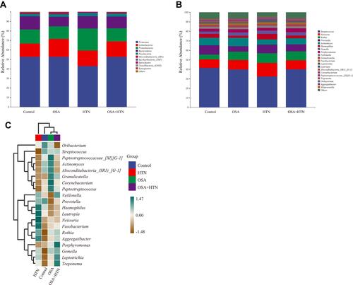 Figure 2 Phylogenetic profile of salivary microbes among patients with OSA (n=27), HTN (n=23), OSA with HTN (n=26) and healthy controls (n=27). Composition of Salivary microbiota at the phylum level (A) and genus level (B). The heatmap shows relative abundance of microbiota at the genus level in each group (C).