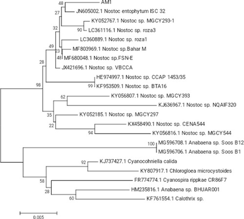 Figure 3 The phylogenetic tree of Nostoc sp. based on partial sequencing of 16S rRNA.