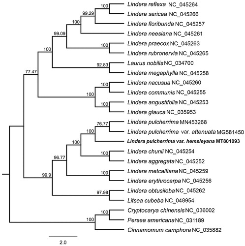 Figure 1. Molecular phylogenetic tree of 24 species of Lauraceae based on complete plastome sequences with maximum likelihood analysis.