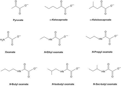 Figure 1.  Chemical and structural relationships between LDH-C4 substrates (pyruvate, α-ketocaproate, α-ketoisocaproate) and inhibitors (oxamate and oxamate derivatives).