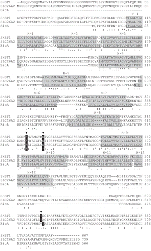 Figure 4.  BicA (Synechococcus PCC7002) aligned to an extensively investigated member of the plant sulphate transporter family (SHST1, Stylosanthes hamata) and a member of the human SLC26A family (DTDST, SLC26A2) that is linked to the disease, diastrophic dysplasia. SCAMPI-msa predicted TMH regions are shaded grey based on separate queries for each protein. The two disease-causing residues, E283 and N291, and the putative phosphorylation site T489, are shown.