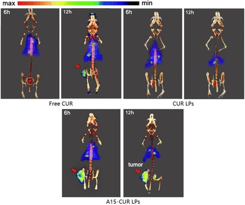 Figure 7 Fluorescence images of subcutaneous DU145 tumor-bearing nude mice after intravenous injection of free CUR, CUR LPs and A15-CUR LPs, 6 h and 12 h after injection.