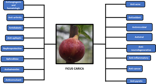 Figure 4 Potential therapeutic and pharmacological properties of F. carica.