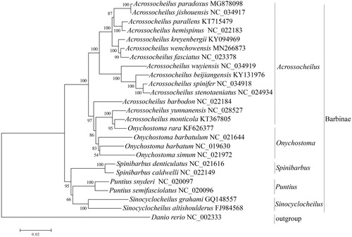 Figure 1. Neighbor-Joining phylogenetic tree inferred from amino acid sequence dataset of 13 protein-coding genes in Barbinae. The tree shows the topology based on concatenated data of 13 mitochondrial encoded protein sequences. Reconstruction was performed by MEGA X (64-bit).