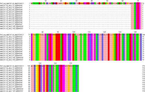 Figure 3 Multiple sequence alignment of the amino acids sequences of the 12 mutated aminoglycoside 6'-N-acetyltransferase-Ib [AAC(6')-Ib] encoded by the novel aac(6')-SL allelic variant. The code AAG33663.1 represents the accession Id of the reference AAC(6')-Ib protein. The codes QZB49340-QZB4934051 represent the newly  accession Ids assigned  by the GenBank for the mutated AAC (6')-Ib protein detected in the current study.
