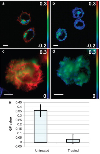 Figure 4. Effect of 7KC treatment on membrane order. (a and b) GP images of di-4-ANEPPDHQ-stained Jurkat T cells in suspension imaged using confocal microscopy without and after 7KC treatment, respectively. (c and d) TIRF GP images of the IS formed on an anti-CD3ϵ antibody-coated coverslip ∼ 10 min after contact formation without and after 7KC treatment, respectively. (e) Quantitation of membrane order in untreated and 7KC-treated T cell synapses (n = 20) showing reduced order after 7KC treatment (p < 0.001). Scale bars 5 μm. This Figure is reproduced in colour in the online version of Molecular Membrane Biology.