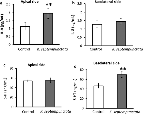 Figure 4. Effect of incubation with K. septempunctata on IL-8 and 5-HT production by Caco-2 cell monolayers.