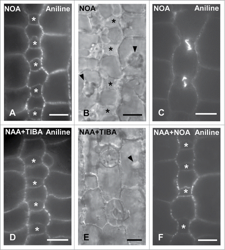 Figure 8. Protodermal areas of seedlings treated with NOA (A–C), NAA + TIBA (D and E) and NAA + NOA (F). The asterisks mark advanced GMCs and the arrowheads in (B) and (E) point to SMC nucleus. (A–C) Optical sections of stomatal rows after aniline blue staining (A and C) and under DIC optics (B). Note the absence of subsidiary cells adjacent to advanced GMCs (A, B) and to young guard cells (C). (D and E) Stomatal row of NAA + TIBA-treated leaves containing advanced GMCs (D) and young stomata (E). Note the absence of subsidiary cells. (F) Protodermal region of seedlings incubated with NAA + NOA lacking subsidiary cells. Treatments: (A–C): NOA 50 μM, 72 h; (D and E): NAA 100 μM + TIBA 300 μM, 72 h; (F): NAA 100 μM + NOA 50 μM, 72 h. Scale Bars: 10 μm.