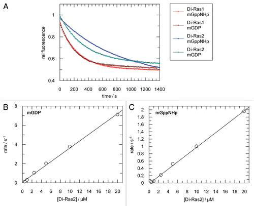 Figure 1 Intrinsic nucleotide exchange and determination of nucleotide affinity. (A) Nucleotide exchange reaction of 1 µM Di-Ras proteins, prebound to mGDP or mGppNHp. The protein-bound nucleotide is reacted with excess unlabelled nucleotide. (B) Plot of pseudo-first-order rate constants for the association of 100 nM mGDP with Guanosin/GMP-bound Di-Ras2. (C) Pseudo-first-order rate constants for the association of 100 nM mGppNHp with Guanosin/GMP-bound Di-Ras2.