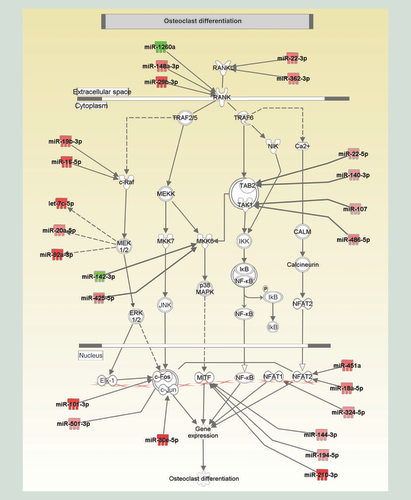 Figure 4.  Role of miRNA differentially expressed between G1 versus G2 in the osteoclast differentiation. The graphical representation had been generated by Ingenuity Pathway Analysis and reflects the molecular relationships between miRNAs and candidate genes. miRNAs in red were overexpressed in Charcot foot (CF) patients as compared with Type 2 diabetes (T2D) patients with neuropathy, while the ones in green were downexpressed in CF patients compared with T2D patients with neuropathy.