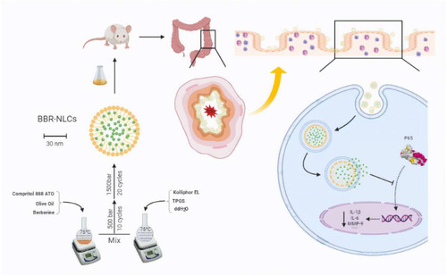 Figure 11 Schematic of preparation and functional mechanisms of BBR-NLCs.Note: Image produced using BioRender.