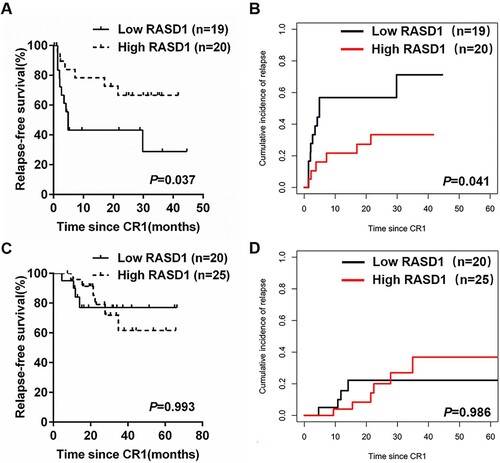 Figure 3. RFS and CIR of high- and low-RASD1 transcript level groups of adult patients with Ph-negative B-ALL according to the post-remission therapy. (A) RFS and (B) CIR among 39 patients with Ph-negative B-ALL who received chemotherapy only. (C) RFS and (D) CIR among 45 patients with Ph-negative B-ALL who underwent allo-HSCT at CR1.