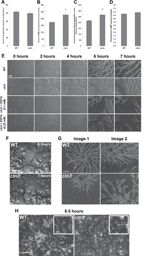 Figure 4. (see previous page) Effect of Cln3-deficiency on streaming and aggregation during Dictyostelium starvation. (A) Effect of Cln3-deficiency on the onset of cell de-adhesion from the substrate. Data presented as the mean onset of de-adhesion ± SEM (n = 9). (B) Effect of Cln3-deficiency on the onset of cAMP pulsing. Data presented as the mean onset of cAMP pulsing ± SEM (n = 9). (C) Effect of Cln3-deficiency on the onset of cell migration toward the aggregation center. Data presented as the mean onset of migration toward aggregation center ± SEM (n = 9–10). (D) Effect of Cln3-deficency on the periodicity of cAMP waves. Data presented as the mean periodicity of cAMP waves ± SEM (n = 9–10). (E) Screenshots obtained from time-lapse movies capturing the early development of WT and cln3− cells, and the effect of EGTA (0.1 mM and 0.25 mM) on cln3− streaming and aggregation. Scale bar = 250 µm. (F) Effect of Cln3-deficiency on the number of aggregation centers after 6–7 hours of starvation. Representative images from 3 independent experiments are shown. Scale bar = 0.25 cm. (G) Effect of Cln3-deficiency on the morphology of streaming cells. Two representative images are shown for each cell line. Scale bar = 250 µm. (H) Effect of manual cAMP pulsing on cln3− early development. Cells were pulsed with cAMP for 6 hours, after which time an aliquot of cells was vigorously vortexed and placed on a glass slide. Cells were then imaged 30 minutes post-plating (6.5 hours total starvation). Images are representative of results from 3 independent experiments. Scale bar = 100 µm (inset, 20 µm). *p-value < 0.05 (2-sample t-test).