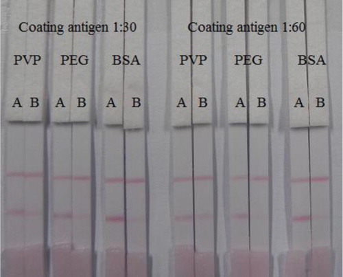 Figure 5. Result of optimization by using two kind of coating antigen ratio (1:30 and 1:60) and three kind of reagent solution (PVP, PEG, and BSA). A = 0 ng/mL and B = 5 ng/mL.