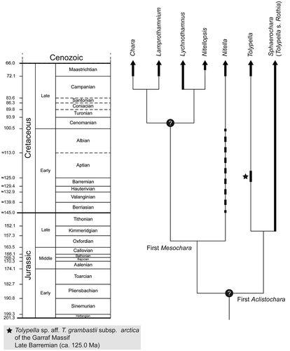 Figure 4. Phylogeny of extant characeans with ages of the main nodes as provided from fossils. The presently known fossil record of extant genera is marked with a bold line on the cladogram. Question marks at nodes indicate uncertainty in the age of the node. Phylogeny modified from Pérez et al. (Citation2014).
