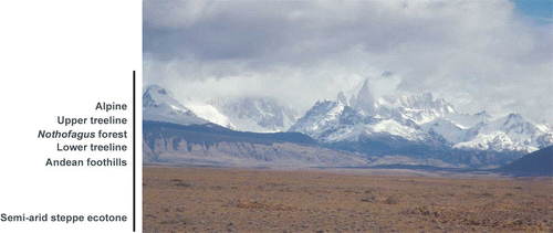 Figure 1 View from the Patagonian steppe west to the Andes near El Chalten (49° 23′ S 72° 55′ W). The narrow strip of Nothofagus forest between the xeric treeline and the alpine treeline is visible in the left part of the picture. Note the typical weather conditions of this area with the highest peaks of the Andes in the background (e.g. Mt Fitzroy, 3406 m; Cerro Torre, 3133 m) being covered in rain and snow clouds and the increasingly drier areas towards the steppe (Photo: D. Hertel).