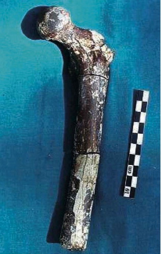 Figure 23. Femur of Orrorin tugenensis (from Galik Citation2004, reprinted with permission from AAAS).