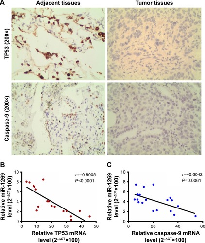 Figure 7 Tumor protein p53 (TP53) and caspase-9 expressions were associated with lung cancer/or miR-1269 expressions. (A) Immunohistochemical staining showed that TP53 and caspase-9 were strongly positively expressed in normal adjacent tissues of lung cancer. (B) The relative analysis showed the negative correlation between miR-1269 and TP53 in mRNA expression level. (C) The relative analysis showed the negative correlation between miR-1269 and caspase-9 in mRNA expression level. Data are expressed as the mean ± SD for three independent experiments.