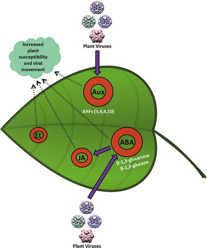 Figure 3. Negative impact of phytohormones upon plant defenses against viruses. Aux and SA have an antagonistic relationship. Movement of several types of viruses is dependent upon Auxin response factors (ARFs), e.g., TMV. Similarly, Et and SA show antagonism and are actively involved in CaMV symptom development. TMVcg also antagonizes the pathway downstream of SA signaling and is involved in symptom development on Cauliflower mosaic virus (CaMV) infection, systemic movement of TMVcg, and infection establishment. JA and ABA show multiple characteristics regarding plant defenses. For example, at earliest of the virus infection, JA supports plant defense systems, but once the infection is established solely and gets matured, JA production turns towards the favor of virus. ABA antagonizes with the SA pathway leading towards the reduction in resistance at local sites of infection.