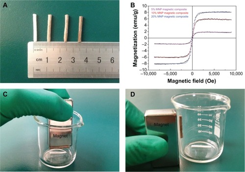 Figure 5 The appearance and magnetization of magnetic scaffolds.Notes: (A) The appearance of magnetic scaffolds. From left to right: nonmagnetic scaffold, 5% MNP magnetic scaffold, 10% MNP magnetic scaffold, and 20% MNP magnetic scaffold. (B) The magnetization of magnetic nanocomposites was tested with a VSM. Photographs showing the attraction of the 10% MNP magnetic scaffold to a standard magnet after magnetization: up–down (C), and in–out (D).Abbreviations: MNP, magnetic nanoparticle; VSM, vibrating sample magnetometer.