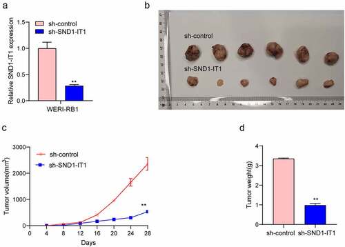 Figure 3. SND1-IT1 accelerated in vivo tumor growth. (a) The downregulation of SND1-IT1 expression in sh-SND1-IT1 transfected WERI-RB1 cells was confirmed by RT-PCR. (b) Tumors derived from mice in two different groups were presented. (c) Tumor volumes were detected every 7 days. (d) The subcutaneous tumor weights were detected at the 28th day after injection. **p < 0.01, *p < 0.05