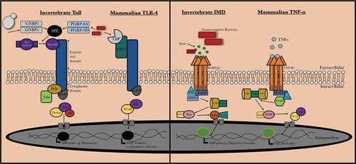 Figure 1. Comparision between mammalian and invertebrate Toll/Toll-like receptor and IMD/TNF-α signaling. Upon activation of invertebrate Toll receptor and the homologous Toll-like receptor in vertebrates, a cascade is induced where the homologous transcription factors Nf-κB and Dif are activated in vertebrates and invertebrates, respectively. The IMD pathway is activated by binding of peptidoglycan (PGN) to peptidoglycan-recognition proteins (PGRPs) which results in recruitment and formation of an IMD, dFADD and DREDD complex and results in IMD cleavage and activation of TAB2/TAK1. This results in Relish phosphorylation and ultimately the production of AMPs (e.g. cecropin). In mammals, TNF-α is bound by the tumor necrosis factor receptor 1 (TNF-R1) which results in recruitment of RIPP, FADD, and caspase 8. NF-κB is released from its inhibitor protein (IκB) via phosphorylation by IKK complex which results in NF-κB translocation to the nucleus resulting in pro-inflammatory cytokine production