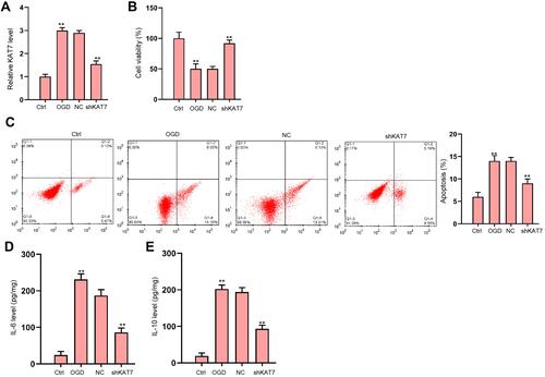 Figure 6 The depletion of KAT7 attenuates OGD-induced cardiomyocyte injury in vitro. (A–E) H9c2 cells were treated with OGD along with transfection of KAT7 shRNA for 48 hours. (A) Relative level of KAT7 RNA in heart tissues was detected by qRT-PCR. (B) Cell viability was determined by CCK-8 assay.Citation25 Cell apoptosis was determined by flow cytometry. (D and E) The levels of IL-6 and IL-10 in culture medium were checked by ELISA assay. **p < 0.01.