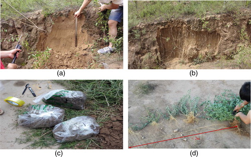 Figure 4. Typical section investigation process on some loess slope. a) Excavation and recording procedure, b) Root distribution in a section, c) Soil sampling, d) Plant sampling.