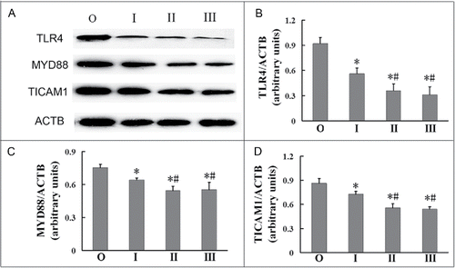Figure 4. Decreased TLR4 in AMs of silicosis patients. (A) TLR4, MYD88 and TICAM1 proteins were analyzed by western blot. ACTB was used as a loading control. (B to D) Ratios of the indicated proteins to ACTB (n = 8 for observer, and stage I, II and III groups. *, P < 0.05 vs. observer group, #, P < 0.05 vs. stage I patient group. O, observer group; I, stage I patient group; II, stage II patient group; III, stage III patient group).