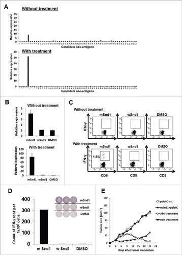 Figure 6. Successful identification of an immunogenic neo-epitope encoded by mouse sarcoma CMS7. (A) After subcutaneous inoculation with CMS7 cells, mice were randomly divided into two groups. One group was left untreated, and the other was administered intraperitoneally with anti-CTLA-4, anti-PD-1 and anti-GITR mAbs on days 7, 9, and 11. Both mouse groups were sacrificed at day 21 and splenic cell suspensions were prepared from pooled spleens (n = 3 per experiment). Splenic cells from untreated (upper) or treated mice (lower) were incubated with each panel of neo-epitope peptides for 5 h and the fold increase in CXCL9 mRNA levels compared with DMSO was quantified. One representative data set out of three independent experiments is shown. (B) Splenic cells from untreated (upper) or treated mice (lower) were incubated with mutated Snd1 peptide, its wild-counterpart or DMSO as a control for 5 h and the fold increase in CXCL9 mRNA levels compared with DMSO was quantified. (C) Splenic cells from untreated (upper) or treated mice (lower) were incubated with mutated Snd1 peptide, its wild-counterpart or DMSO as a control for 15 min at room temperature and subsequently with GolgiPlug for 4 h. Following stimulation, cells were stained for cell surface CD8+ and intracellular IFNγ. Representative dot plots gated on CD8+ splenic T cells are shown. The number indicates the percentage of CD8+ IFNγ+ T cells. These experiments were repeated three times with similar results. (D) CD8+ splenic T cells were obtained from antibody-treated mice pooled spleens by positive enrichment using the MACS system, and were stimulated in vitro with mutated Snd1-pulsed CD8− splenic cells. Cultured CD8+ splenic T cells were subjected to ELISPOT assays 10 d later. The target cells were CD8− splenic cells pulsed with mutated Snd1 peptide, or its wild counterpart. Splenic cells pulsed with DMSO were used as control targets. (E) Age-matched female BALB/c mice were inoculated with CMS7 at day 0 following two injections (at days −14 and −7) with mSnd1 peptide and poly (I:C) formulated in PBS or poly (I:C) alone using prophylactic schedules. The tumor size was monitored three times a week. Each group consisted of five mice. Mice without any immunization and mice treated by the co-administration of antibodies (anti-CTLA-4/PD-1/GITR Abs) at days 7, 9, 11 served as a negative control group and a positive control group, respectively.