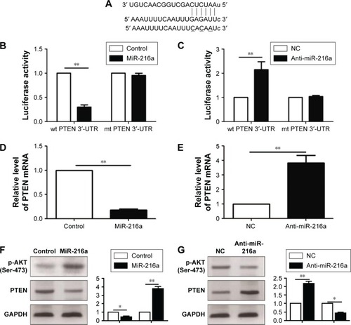 Figure 5 PTEN is a direct target of miR-216a in OC cells.