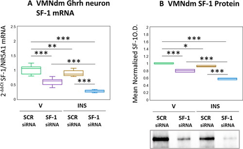 Figure 1. Effects of ventromedial hypothalamic nucleus steroidogenic factor-1 (SF-1) gene knockdown on dorsomedial VMN (VMNdm) growth hormone releasing hormone (Ghrh) neuron SF-1 mRNA and VMNdm SF-1 protein profiles in Eu- versus hypoglycemic male rats. Male rats were randomly assigned to treatment groups (n = 6/group) wherein animals were pretreated by bilateral intra-VMN administration of SF-1 or control/scramble (SCR) siRNA seven days prior to subcutaneous (sc) injection of vehicle (V) or neutral protamine hagedorn insulin (INS; 10.0 U/kg bw). Individual brains were into alternating 10 or 100 μm-thick fresh frozen sections for laser-catapult-microdissection of individual Ghrh-immunopositive neurons or micropunch dissection of VMNdm tissue, respectively. Figure A depicts results of single-cell qPCR SF-1 mRNA analysis. Data are presented in box-and-whisker plot format, which displays the median, lower and upper quartiles, and lower and upper extremes of a data set. Plots depict mean normalized VMNdm Ghrh neuron SF-1 transcript measures for the following treatment groups: SCR siRNA/V (green box-and-whisker plots, n = 12); SF-1 siRNA/V (purple box-and-whisker plots; n = 12); SCR siRNA/INS (golden box-and-whisker plots; n = 12; SF-1 siRNA/INS (blue box-and-whisker plots; male: n = 12). For each treatment group, aliquots of micropunched VMNdm tissue obtained from each animal were combined to create triplicate sample pools for Western blot analysis of SF-1 protein. Figure B depicts mean SF-1 protein optical density values for the treatment groups described above. mRNA and protein data were analyzed by two-way ANOVA and Student-Neuman-keuls post-hoc test, using GraphPad prism, vol. 8 software. Statistical differences between discrete pairs of treatment groups are denoted as follows: *p < 0.05; **p < 0.01; ***p < 0.001.