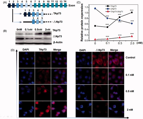 Figure 4. Inhibition of SF3b1 by pladienolide B increased the protein ratio of Tap73//Np73 in human cervical carcinoma HeLa cells, indicating activation of apoptosis in p53-independent manner. (A) Gene structure and alternative transcripts of human TP73. (B) Representative western blot images. (C) Quantitative analysis of Tap73 and ΔNp73 proteins in HeLa cells by western blot analysis. (D) The localization of Tap73 and ΔNp73 protein in HeLa cells supplemented with Pladienolide B were determined by fluorescent microscopy. All experiments were performed in triplicate. The data are expressed as the mean ± SD. ***p < .001 (vs. control group).