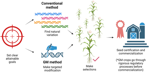 Figure 1. The plant breeding process by conventional and GM methods.