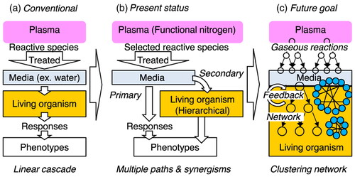 Figure 23. (a) Conventional model of plasma effects via linear cascade reaction responses, (b) present status of modeling of plasma-induced effects via wide-spreading synergisms on multiple reactions pathways, and (c) future goal of modeling via complicated reaction network with communication between clusters of bacteria, organelle, cells, etc. [Citation14] (Reprinted from Jpn J Appl Phys 61, SA0805 (2022)).