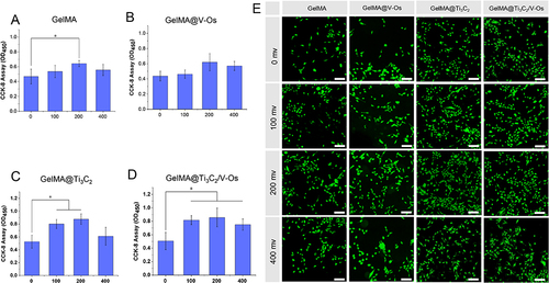 Figure 5 (A-D) cell proliferation after 4 days of culture and (E) cell Calcein AM staining. *P < 0.05, n=3, the scale length is 200μm.