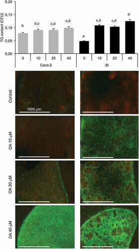 Figure 5. Oleic acid (OA)-induced TG retention in Caco-2 or in Caco-2/HT29-MTX (BI) 24 h post-treatment. Caco-2 and BI, pre-treated with OA 10 µM during 2 h were then maintained in culture media (HG) during 24 h before analysis of TG content using AdipoRed labeling. Data are presented as mean values ± SEM (8 replicates) with Anova variances (letters). Corresponding merged AdipoRed (green) and Hoechst 3358 (red) images were obtained at identical acquisition parameters using objective x4.