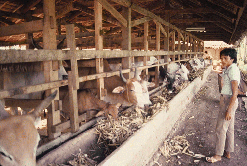 Figure 3. Trial feedlot for cattle at Sycip Plantation.