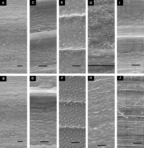 Figure 8.  Detail of sculpture, mid-shell of half-grown specimens. Left valve above. Scale lines 25 µm. (A,B) Catillopecten eucymatus, BIOICE#2914, off western Iceland, depth 2005 m (SMNH 55526). (C,D) Parvamussium propinquum, BIOICE#2706, off southwestern Iceland, depth 1406 m (SMNH 55512). (E,F) Cyclopecten ambiannulatus, BIOICE#2707, off southwestern Iceland, depth 1407 m (SMNH 55519). (G,H) Delectopecten vitreus, BIOICE#3067, off southeastern Iceland, depth 1729 m (SMNH 55531). (I,J) Propeamussium lucidum, BIOICE#2701, off western Iceland, depth 1121 m (SMNH 55517).