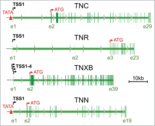 Figure 1. Schematic representation of all tenascin genes. Gene models of TNC, tenascin-C; TNN, tenascin-W; TNR, tenascin-R; TNXB, tenascin-X were captured from the NCBI database (http://www.ncbi.nlm.nih.gov/gene/). TNC, TNN and TNR have a single transcription start site (TSS1) whereas the TNXB gene has 4 closely clustered TSSs(TSS1–4) in its principle promoter shown here. Non-coding exons up to the first coding exons (indicated by the translation start codon ATG) as well as the last exons are numbered with e1, 2, … below the models. Note that the TNC and TNN genes possess TATA boxes (red triangles) whereas the TNR and the TNXB genes do not.