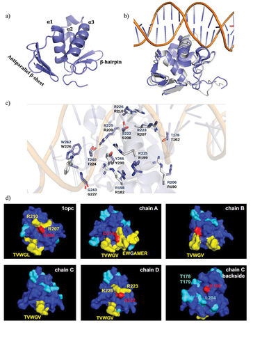 Figure 5. Structure of the DNA-binding domain of A. baumannii OmpR and computational hotspots analysis.