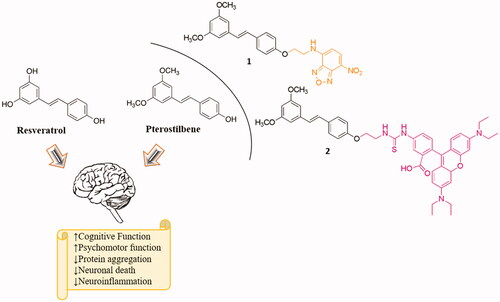 Figure 1. Chemical structures of resveratrol (Res) and pterostilbene (Ptb) and their positive effects in the brain. On the right side the structure of Ptb factionalised on phenolic ring with benzofurazan 1 (yellow) and with rhodamine B-isothiocyanate 2 (pink), respectively.