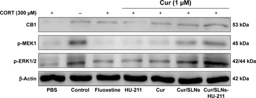 Figure 6 The effect of Cur/SLNs-HU-211 (1.0 μM) on the MEK1/ERK1/2 signaling pathway in the CORT-induced major depression model.Note: Representative Western blot images for CB1, p-MEK1, and p-ERK1/2 protein from PC12 cells.Abbreviations: Cur, curcumin; Cur/SLNs, Cur-loaded SLNs; Cur/SLNs-HU-211, curcumin and HU-211 coencapsulated solid lipid nanoparticles; CORT, corticosterone; PBS, phosphate-buffered saline.