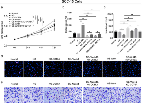 Figure 7. Notch1 and Wnt4 compensated the effect of CCT6A knockout on regulating OSCC malignant behaviors. Notch1 and Wnt4 attenuated the effect of CCT6A knockout on regulating cell proliferation (a), cell apoptosis rate (b, d) and invasive cell count (c, e) in SCC-15 cells.