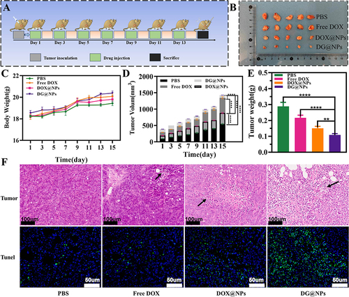 Figure 7 (A) Trial design for testing DOX/Gox combination efficacy on pancreatic cancer subcutaneous tumor model. (B) Tumor treatment effect graph. (C) Changes in the body weights of the nude mice in each group. (D) Tumor volume growth trends. (E) Final average tumor weights following 15 days of therapy. (F) H&E-stained tumor sections and TUNEL images of each group of tumor tissue (scale bar: 100µm, 50 µm; ****P < 0.0001 and **P < 0.01).