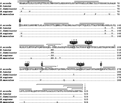 Figure 3.  Comparison of the deduced amino acid sequence of the Golgi UDP-GlcNAc transporter from Sus scrofa to its orthologues in Bos Taurus (accession number: AAO22138), Canis familiaris (AAC39260), Homo sapiens (BAA77841), and Mus musculus (AAH24110). Dots indicate residues identical with the porcine sequence and dashes indicate gaps. Black boxes with white text indicate amino acid substitutions. A plus sign + or a minus sign − indicates the presence or absence of transporter activity; (–) indicates reduced activity. Grey bars denote transmembrane domains predicted on the HMMTOP server (Tusnady & Simon Citation1998, Tusnady & Simon Citation2001). Truncations and internal deletion regions are specified with black arrows.