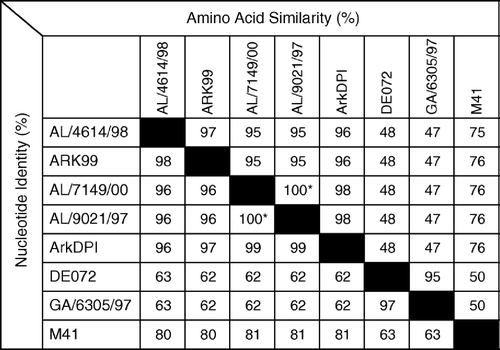 Figure 3.  Nucleotide identities (%) and amino acid similarities (%) of IBV field isolates AL/4614/98 and AL/7149/00 with sequences representative of serotypes or S1 RFLP patterns frequently isolated in Alabama: Ark 99, AL/9021/97 (representative of Alabama isolates with an RFLP pattern similar, but not identical, to ArkDPI), Ark DPI, DE072, GA6305/97 (representative of GA98 RFLP pattern) and M41 (GenBank accession numbers L10384, AY101766, AF006624, AF274435, AF338716, AY561711, respectively). *Alabama isolates AL/7149/00 and AL/9021/97 are not identical. They have two nucleotide differences (99.9% identical), each resulting in an amino acid difference (99.6% identical).