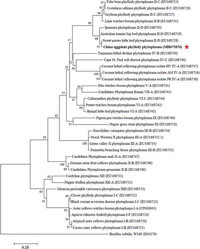 Fig. 3. Phylogenetic tree constructed from secA gene sequence data by maximum likelihood. Thirty-six secA sequences deposited in GenBank were used, with Bacillus subtilis W168 used as the outgroup. The numbers on the branches are the bootstrap support obtained from 1000 replicates. The red star indicates the location of China EPP within the phylogenetic tree.